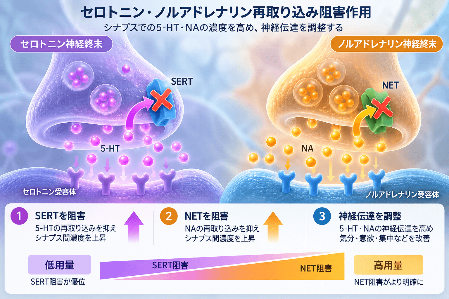 【精神科専門医解説】イフェクサーSR(ベンラファキシン)の効果・作用機序・副作用|全般不安症・離脱症状・用量による違い 2 イフェクサーSR(ベンラファキシン)の作用機序