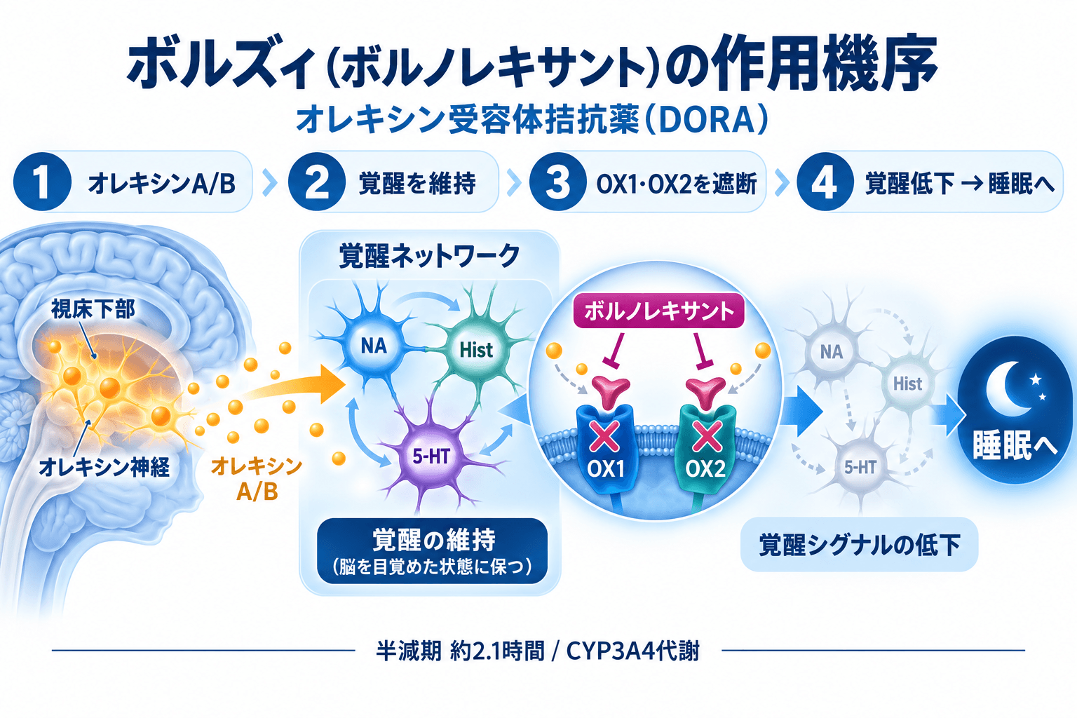 ボルズィ（ボルノレキサント）の作用機序。オレキシンA・Bが覚醒ネットワークを維持し、ボルノレキサントがOX1・OX2受容体を遮断して覚醒シグナルを低下させる