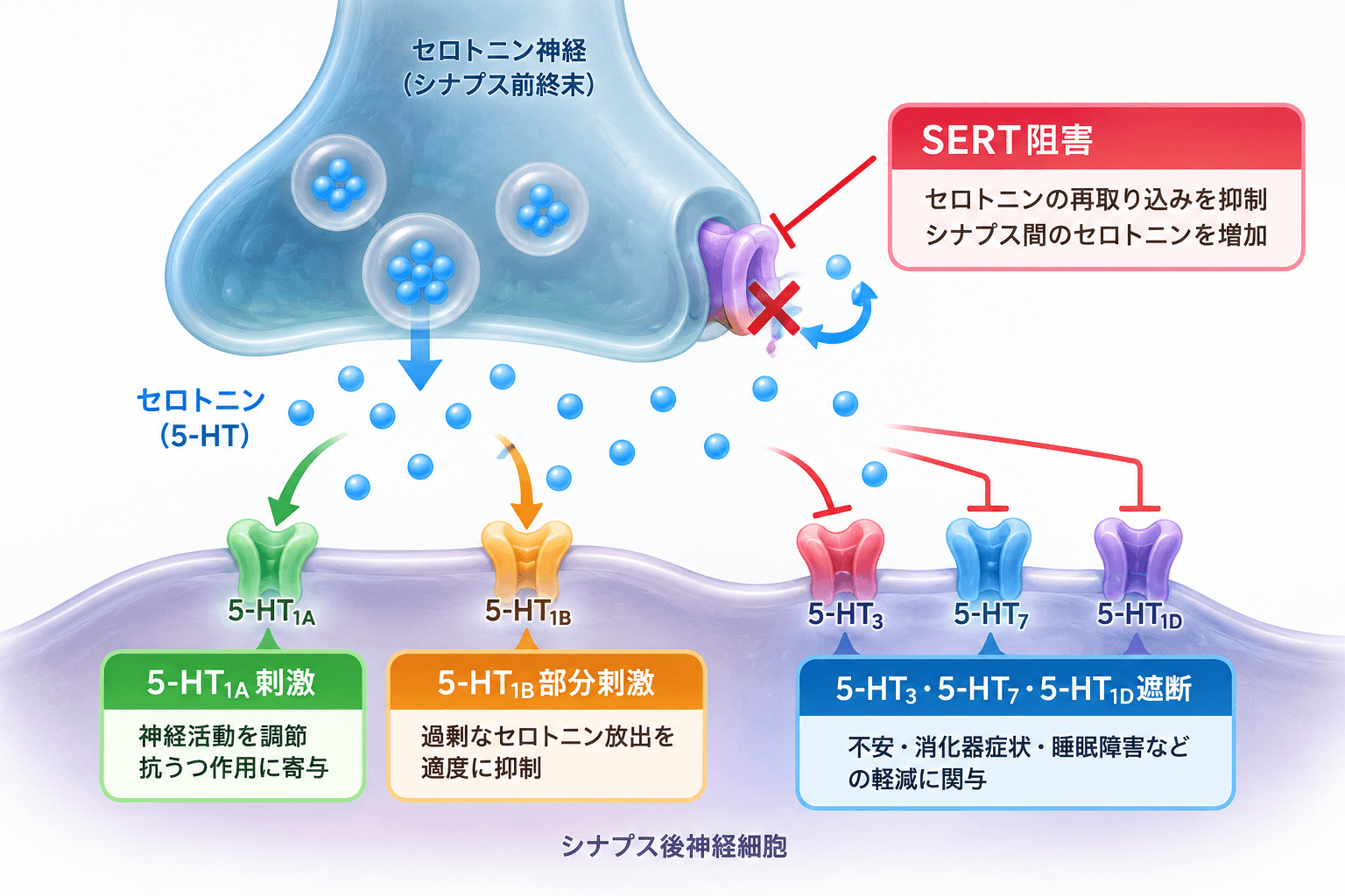 トリンテリックス（ボルチオキセチン）の作用機序。SERT阻害と複数のセロトニン受容体調節