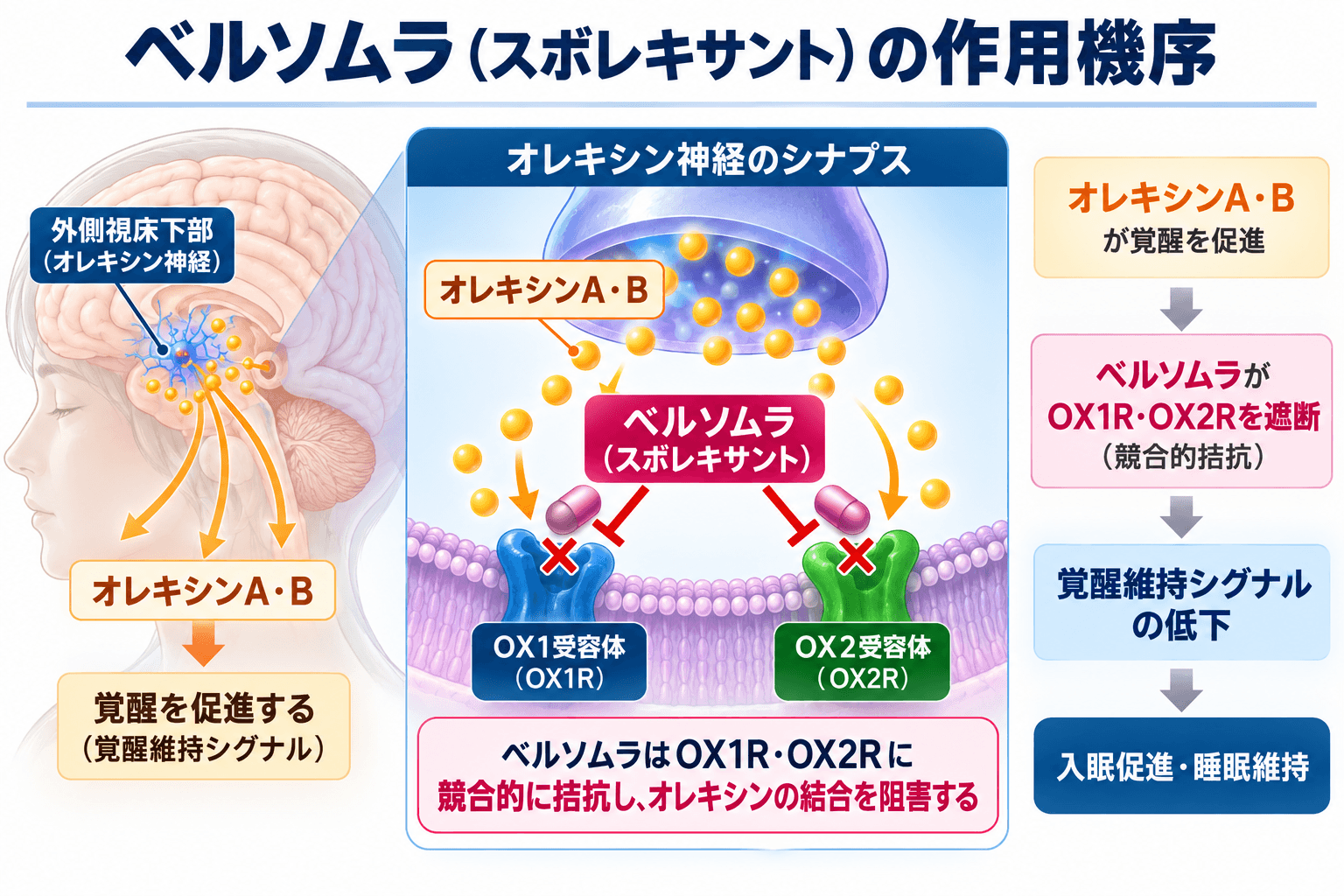 ベルソムラ（スボレキサント）がオレキシンA・BのOX1R・OX2Rへの結合を阻害して覚醒維持シグナルを低下させる作用機序