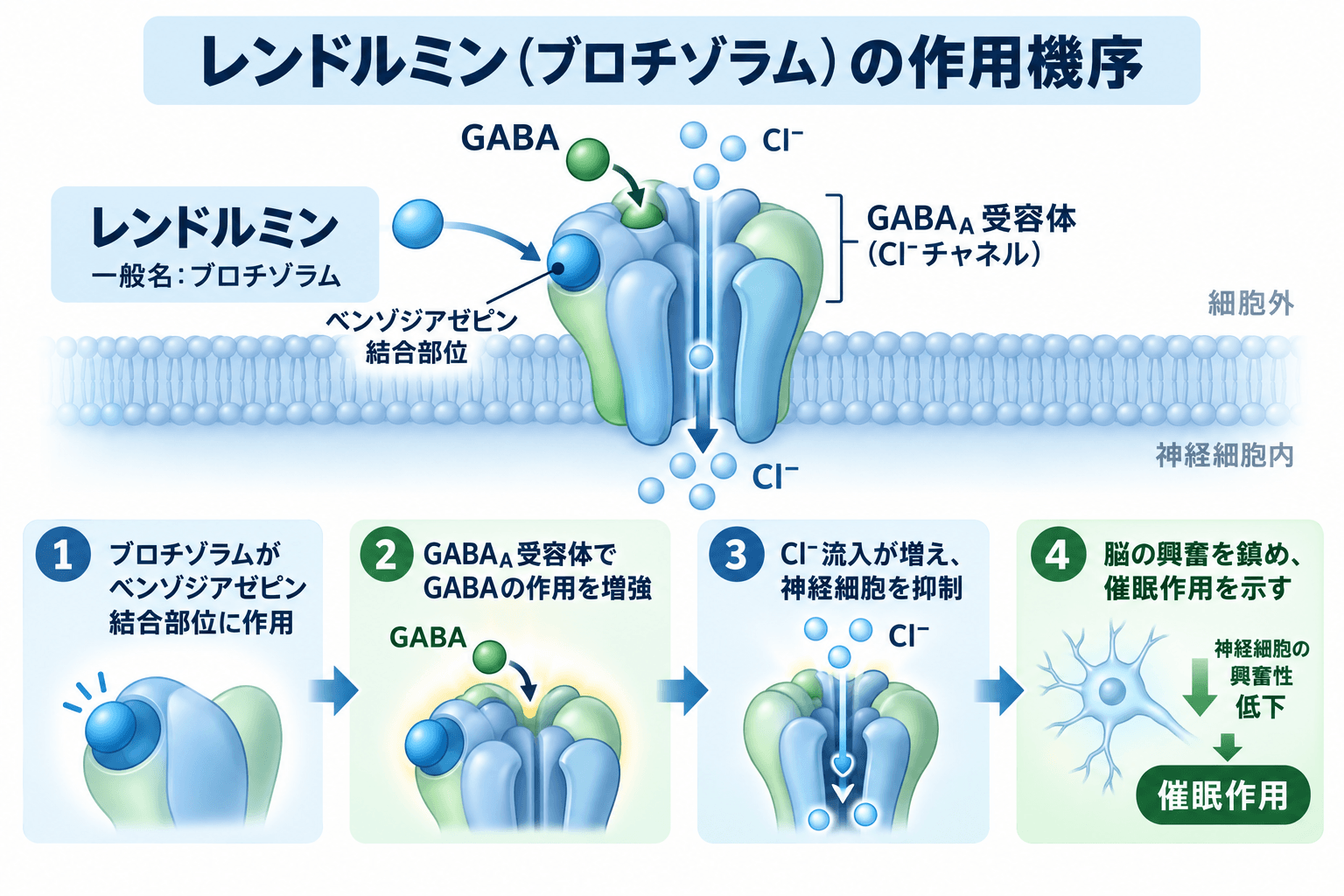 レンドルミン(ブロチゾラム)がGABA_A受容体のベンゾジアゼピン結合部位に作用し、GABAによる抑制性神経伝達を増強する薬理模式図